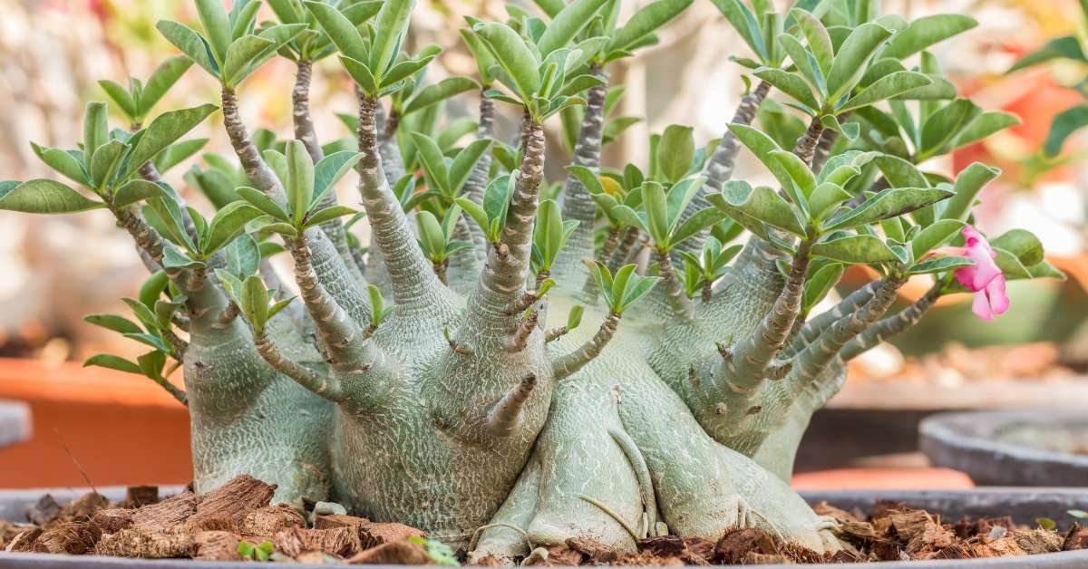 Rosa do Deserto