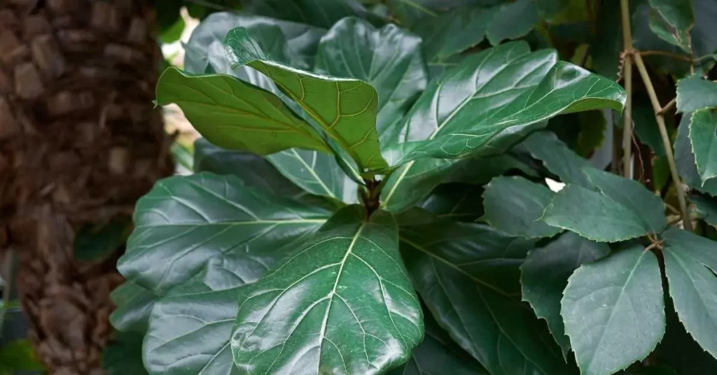 Ficus