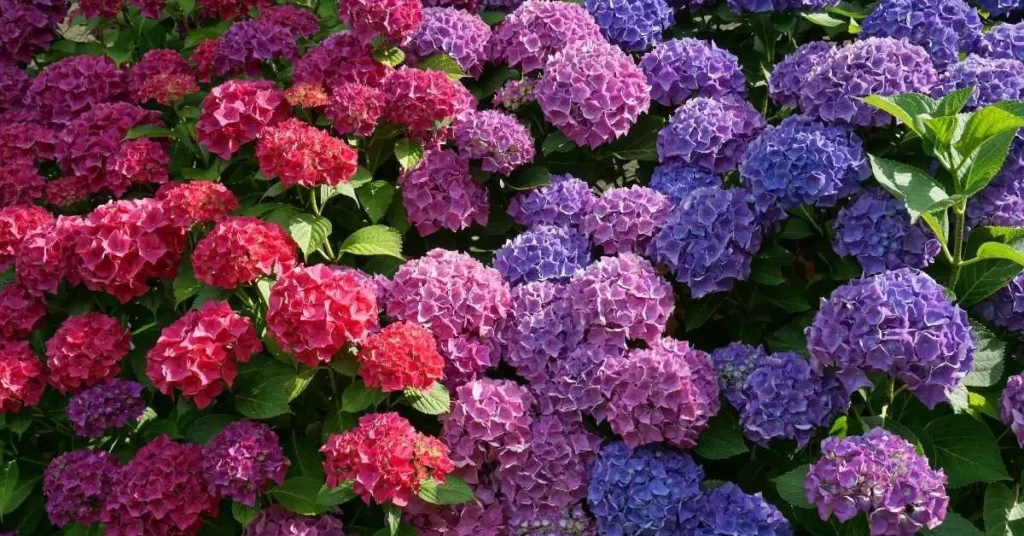 Hortênsia