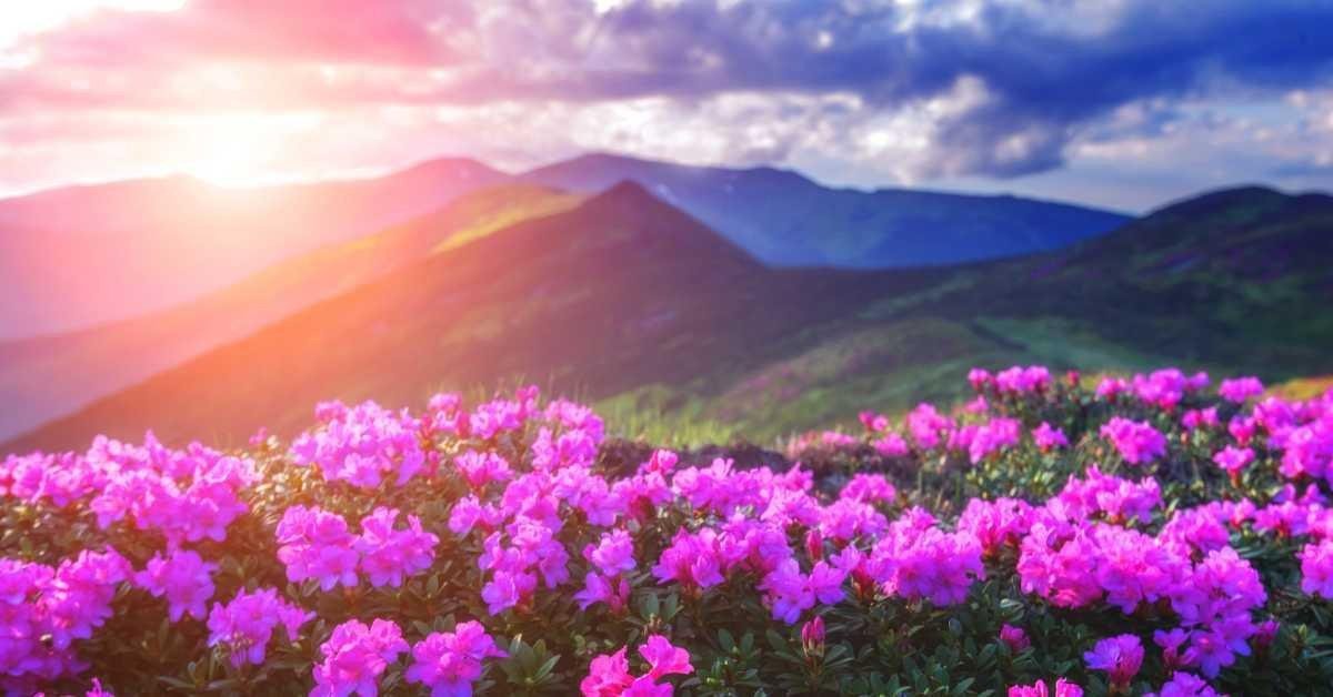 Rododendro