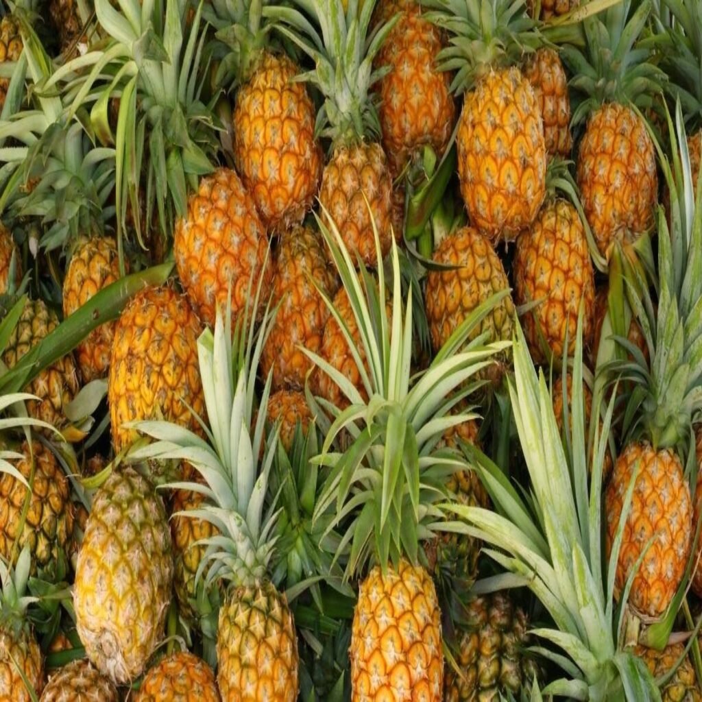 Abacaxi