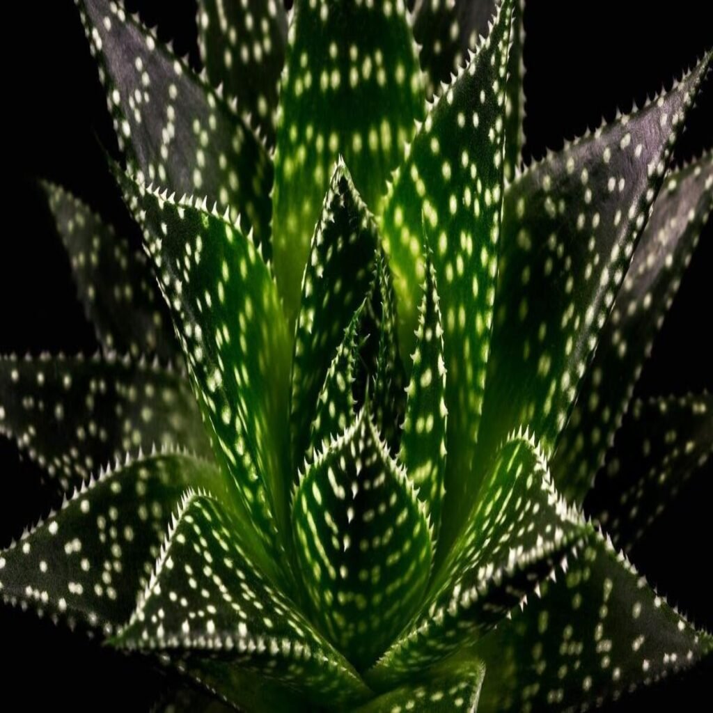 Gasteria
