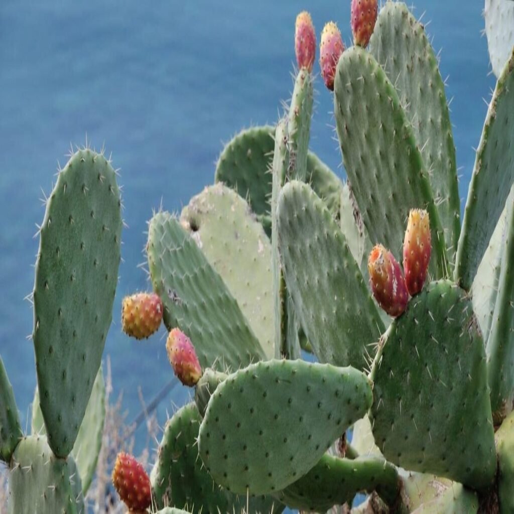 Opuntia