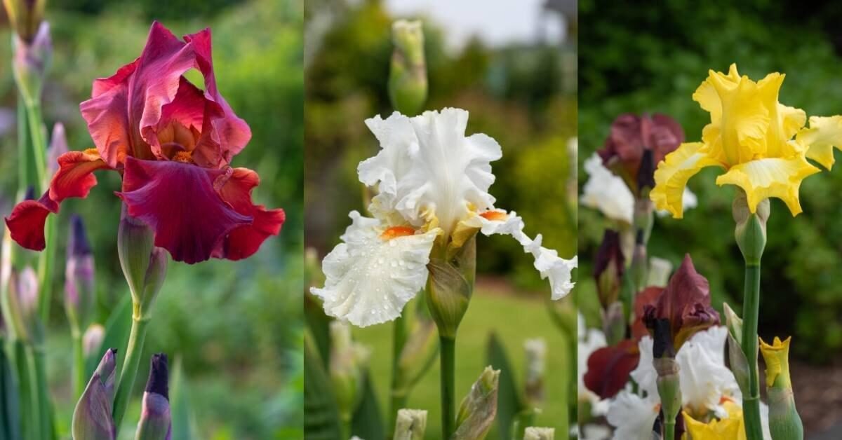 Iris-Germânica