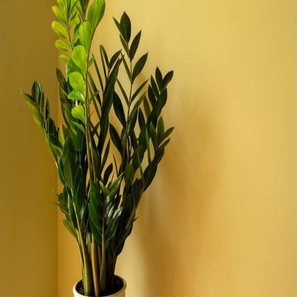Zamioculcas