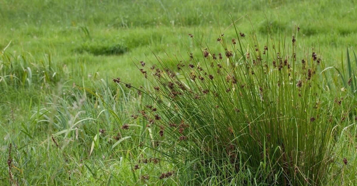 Juncus