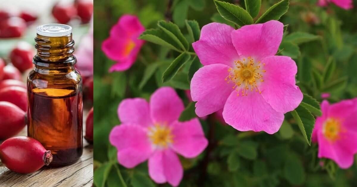 Rosa-Moscata