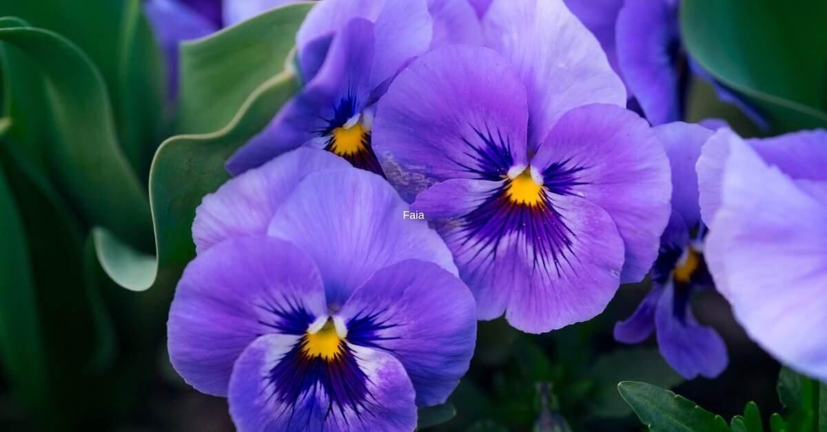Violeta