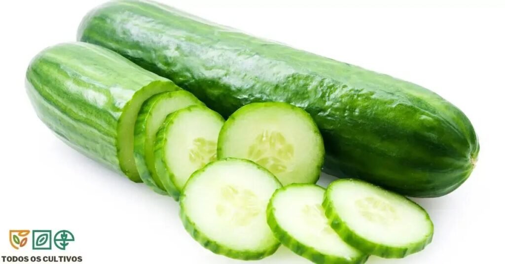 Pepino