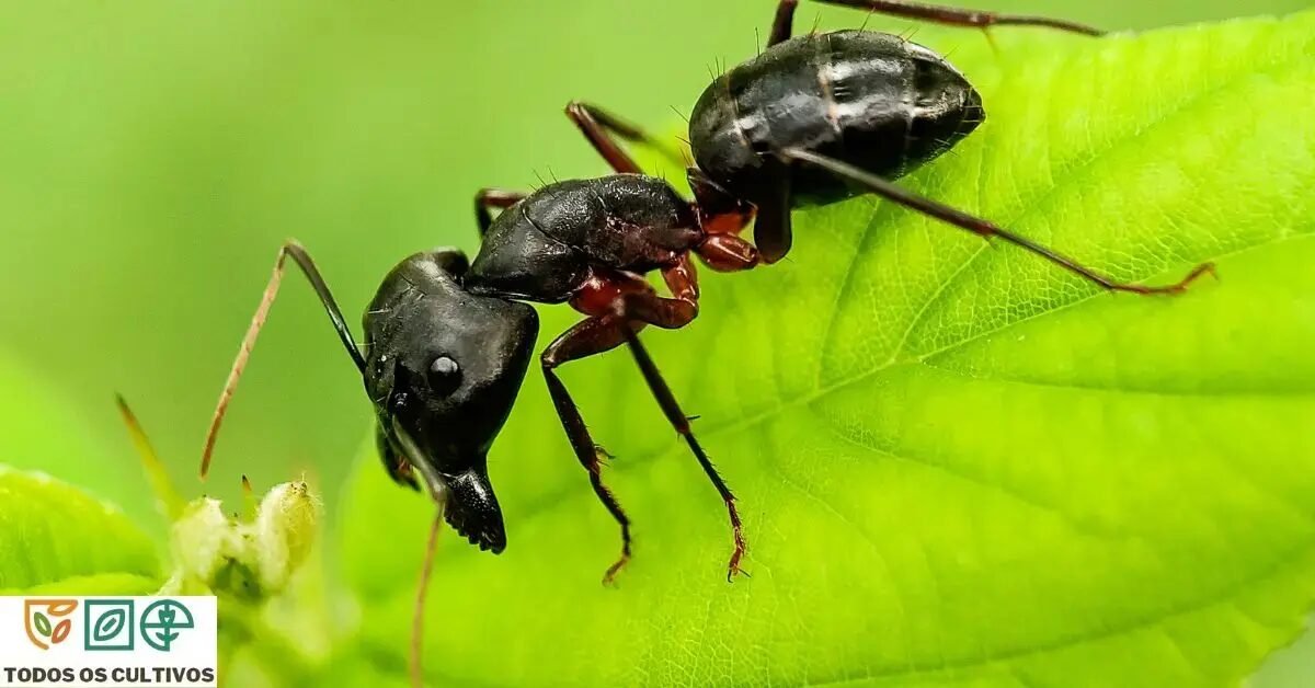 Como combater e manter as formigas longe do meu jardim?